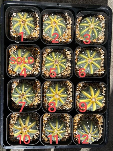 Astrophytum アストロフィツムドーナツ兜スイカポケット1個
