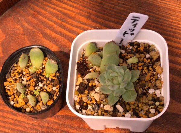 サンキューセール【390】多肉植物 ティッピー 親子苗 抜き苗 四国よりゆうパケットミニにてお届け。多肉植物のオマケあります。