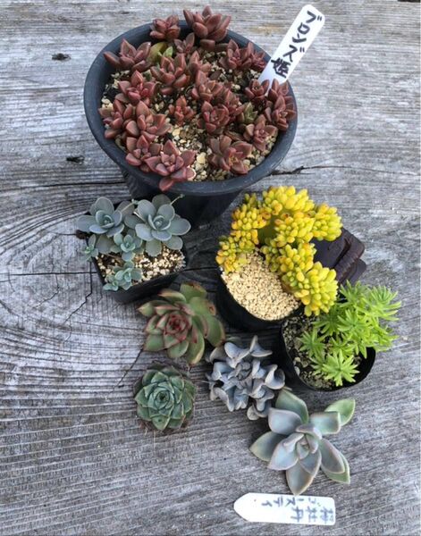 【訳あり苗・春萌綴化コゲ有り】多肉植物色々セット…四国よりゆうパケットプラスにて…お届けします。ブロンズ姫カット苗・韓国苗発根有り