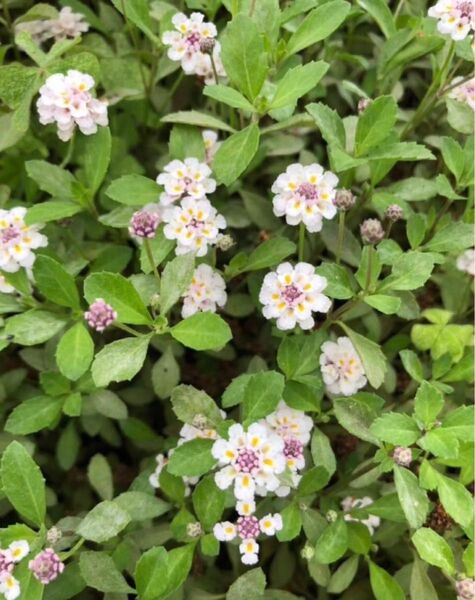 サンキューセール【390円】姫いわだれ草…カット苗…四国よりゆうパケットミニにてお届けします。