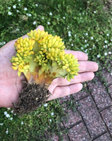 【訳あり苗・春萌綴化コゲ有り】多肉植物色々セット…四国よりゆうパケットプラスにて…お届けします。ブロンズ姫カット苗・韓国苗発根有り