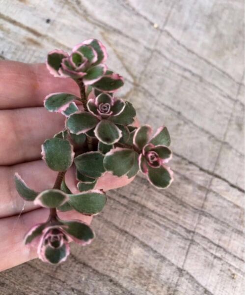 丈夫でよく増える多肉植物…3種類…カット苗…Aトリカラー・Bリトルフロッシー・カリシア…オマケ多肉植物も同梱します。お楽しみに…