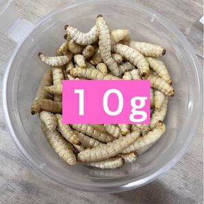 ハニーワーム ブドウムシ フリーズドライ 10g 約50〜56匹 エサ 餌
