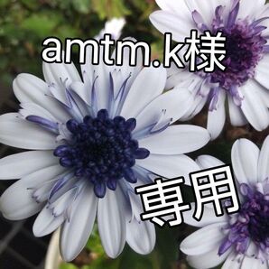 専用 プリザ インテリア