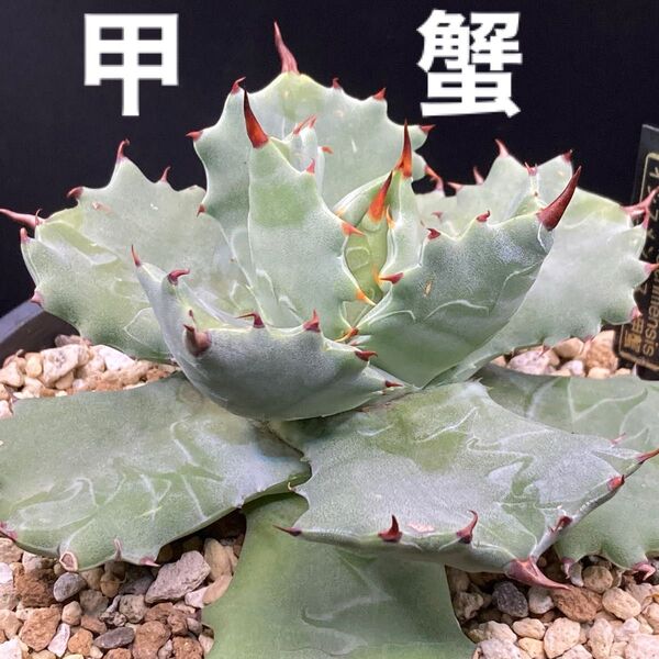 Agave アガベ isthmensis イシスメンシス 甲蟹 怪獣タイプ 優良株 抜き苗 王妃カブトガニ錦