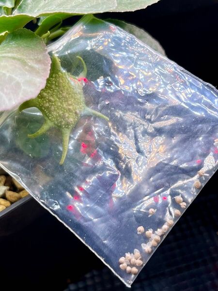 【週末セール】ドルステニア フォエチダ モンスター 新鮮 種子 10粒 塊根植物 多肉植物 珍奇植物 実生