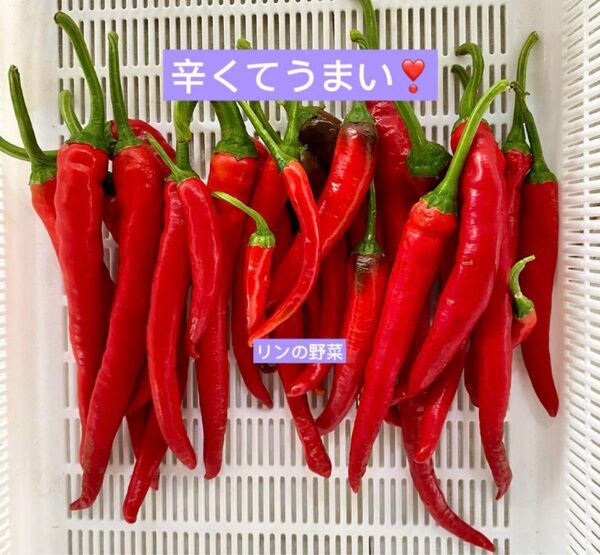 辛くてうまい!激辛唐辛子 赤唐辛子 多種ミックス! 箱資材込み1kg