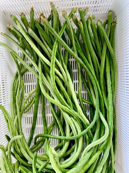柔らかくて美味しい!ささげ豆 豆 ささげ 箱資材込み約500g