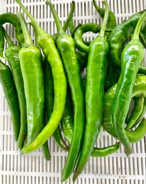 訳あり!辛くてうまい!唐辛子 青唐辛子 箱資材込み約500g