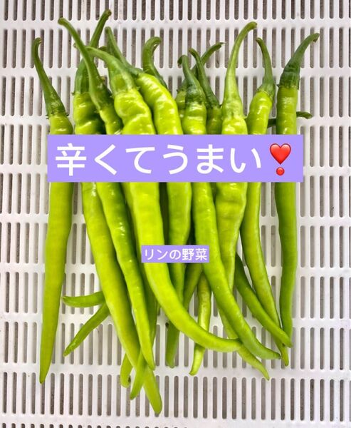 辛くてうまい!激辛!青唐辛子 箱資材込み約500g