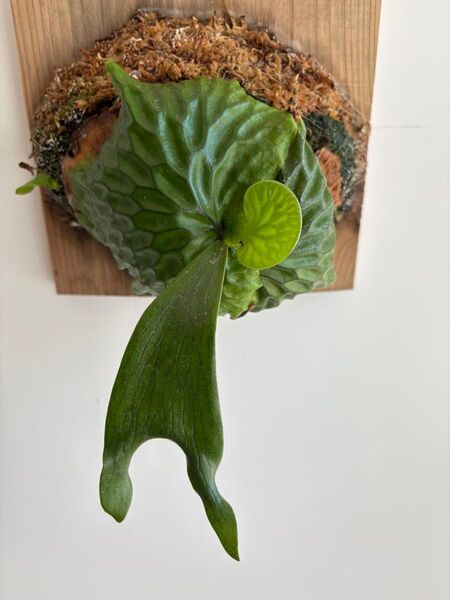【子株付き親株】P.Madagascariense spore ビカクシダ コウモリラン