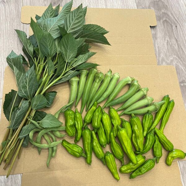 無農薬 新鮮野菜詰め合わせ モロヘイヤ ししとう おくら インゲン