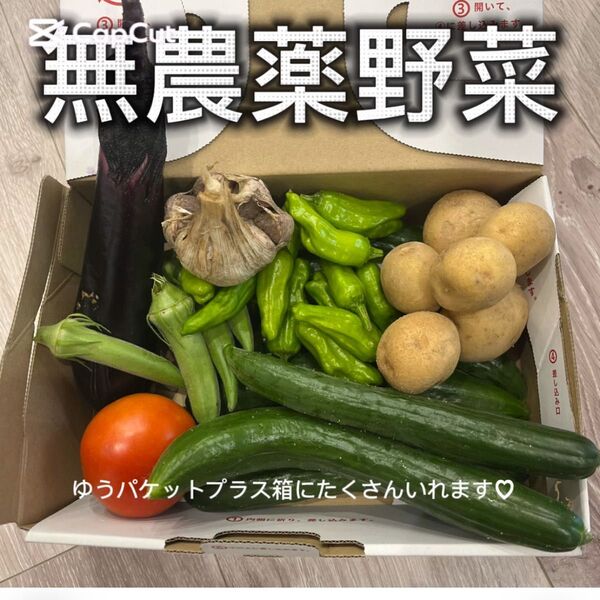 夏野菜詰め合わせ ゆうパケットプラス きゅうり ナス トマト ししとう おくら にんにく じゃがいも無農薬