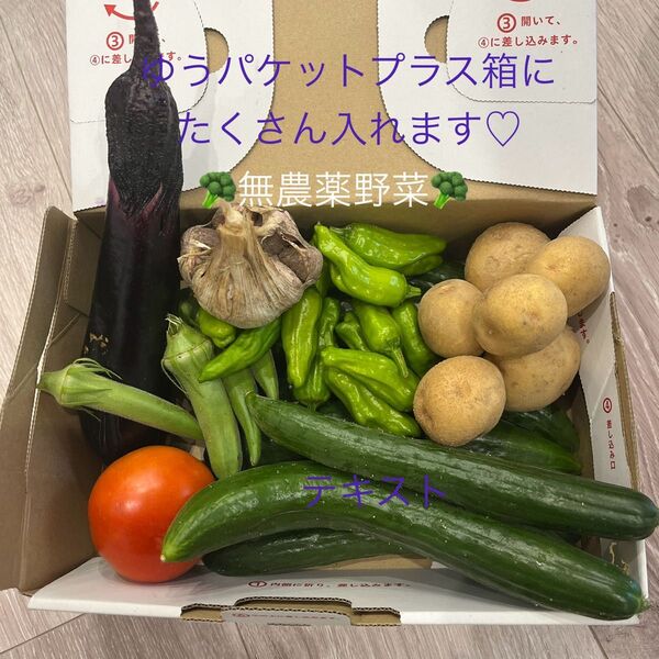 夏野菜詰め合わせ ゆうパケットプラス きゅうり ナス トマト ししとう 無農薬