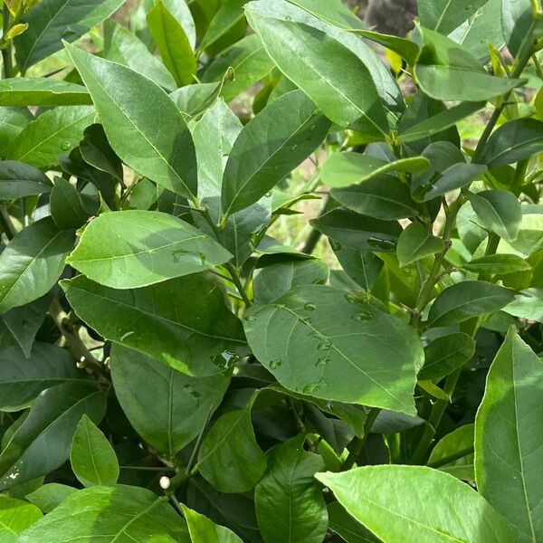 レモンの葉 アゲハチョウ無農薬 30枚 おまけ付 大葉
