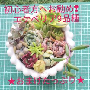 初心者の方へお勧め! エケベリア入りのカット苗! たっぷりのおまけ付き!