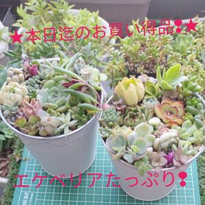 ・本日迄のお買い得品!・エケベリア16カット苗入りのセダム カット苗!