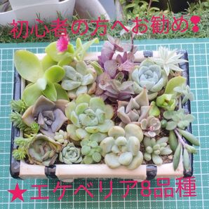 ・初心者の方へお勧め・ エケベリア8品種入りとセダムのカット苗 おまけたっぷり!
