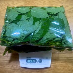 【無農薬新鮮夏野菜】モロヘイヤ300g
