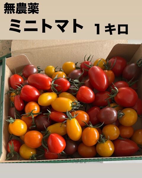 新鮮無農薬カラフルミニトマト 1キロ
