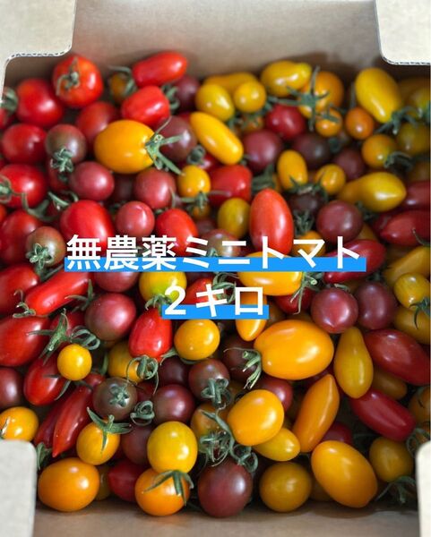 新鮮無農薬カラフルミニトマト 2キロ