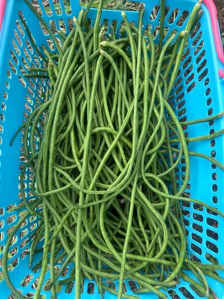けごん滝 長いインゲン国産500g. 無農薬