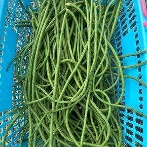 けごんの滝 無農薬 1キロ