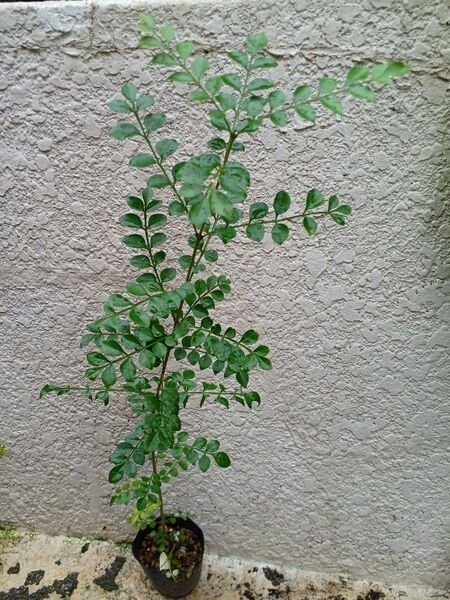 シマトネリコ 苗 苗木☆シンボルツリー☆観葉植物!