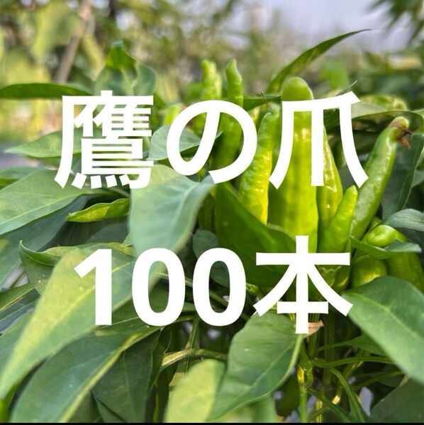 愛知県産 農薬不使用 青唐辛子 生 鷹の爪 100本