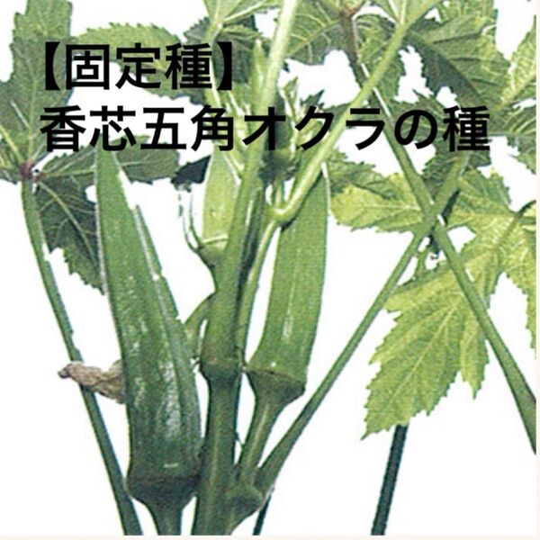 香芯五角オクラの種 15粒 固定種 野口種苗 家庭菜園 プランター栽培 夏野菜