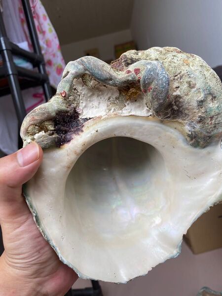夜光貝 特大ヤコウ貝 貝殻 インテリア 飾り物 アクセサリー オブジェ 1389g
