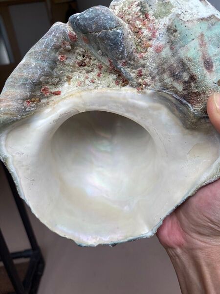 夜光貝 特大ヤコウ貝 貝殻 インテリア 飾り物 アクセサリー オブジェ 1280g 虫喰いほぼなし