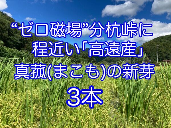マコモダケ 真菰(まこも)の新芽(大) 苗3本