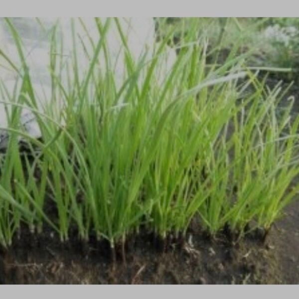 ニラ苗(無農薬・宿根)の根付き苗 5株