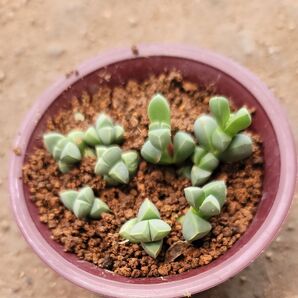 明日紅 アストリディア 発根 未発根色々 多肉植物 写真全て