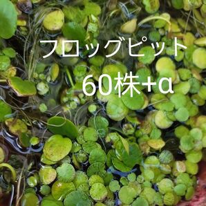 アマゾン ドワーフ フロッグピット 水草 浮草 60株+α
