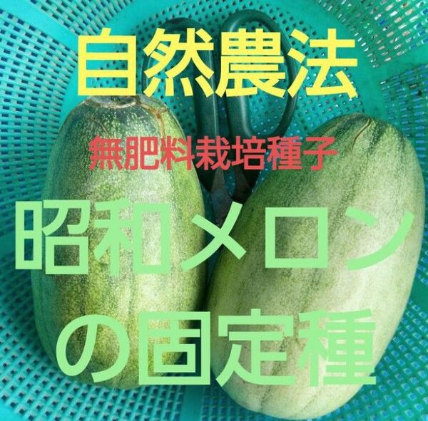 自然農法 昭和メロン(まくわうり)の固定種12粒