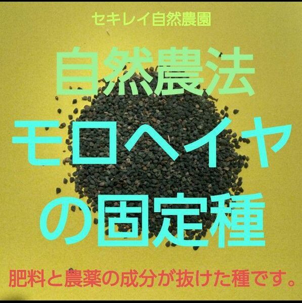自然農法 モロヘイヤの固定種1万粒以上