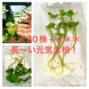ドワーフアマゾンフロッグピット 20株 無農薬