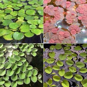 浮き草セット入門水草4種(ビオトープなどにもおすすめ)