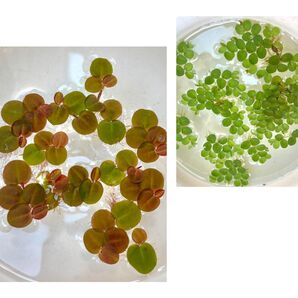 浮き草セット入門水草2種(ビオトープなどにもおすすめ)