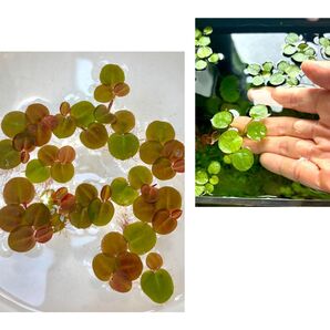 浮き草セット入門水草2種(ビオトープなどにもおすすめ)
