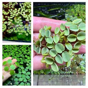浮き草セット入門水草3種(ビオトープなどにもおすすめ)