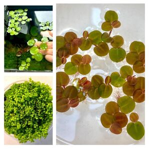 無農薬!前景+浮き草セット