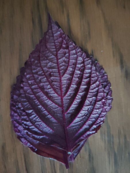 赤紫蘇 農薬不使用 自然農法 150枚