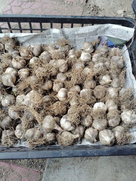 ■即納 ■にんにく約1kg ゆうパケットプラス発送