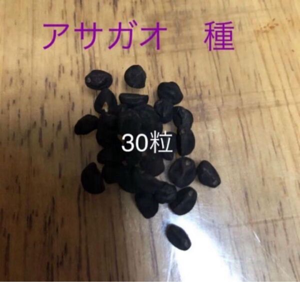 アサガオ 種 30粒 あさがお 朝顔
