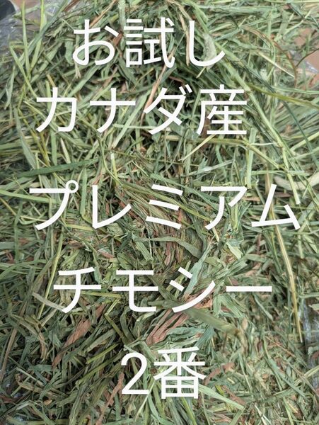 お試し 100g カナダ産スーパープレミアムチモシー2番刈り