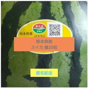 熊本県産 スイカ 種20粒