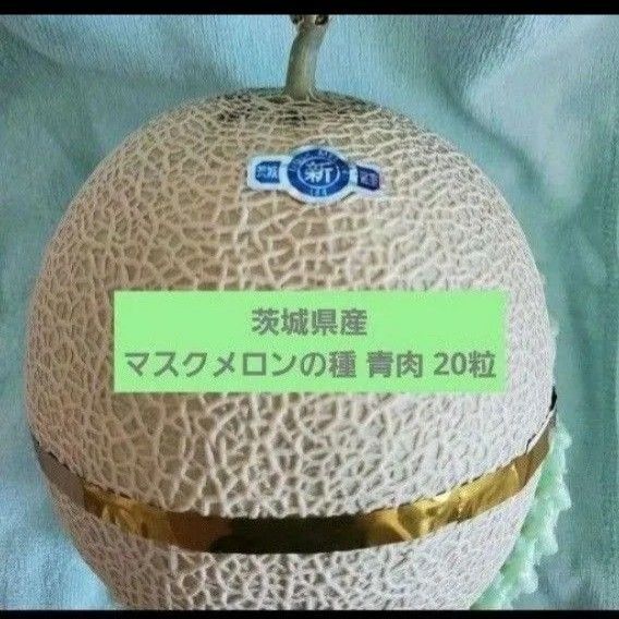 【茨城県産】マスクメロンの種 青肉 20粒